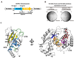 Neutralizing the toxin by kinase, an unusual toxin-antitoxin system from Mycobacterium tuberculosis