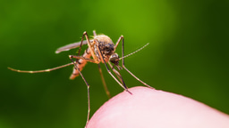 Editor's choice collection: vector-borne diseases