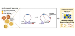 Staying in the Loop: How 3D DNA Architecture shapes AML