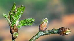 Climate Change is Shifting Springtime*