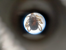 Ectoparasitic identification on livestock mammals 