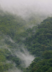 Species in initially intact forest landscapes are particularly vulnerable to forest loss