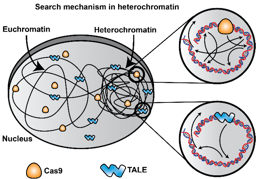 Seek, but you may not find: TALEN edits heterochromatin region of the genome more efficiently than Cas9