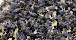New alleles come easy to a gene under balancing selection  