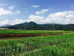The dispersal of rice and rethinking the Austronesian expansion