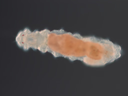 A tiny worm sheds light into genome compaction