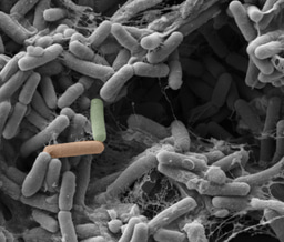COLLAPSE OF COOPERATION  AND EVOLUTION OF AUTONOMY DURING BIOFILM MATRIX PRODUCTION
