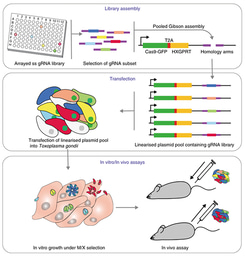A versatile CRISPR platform enables tailored genetic screens in vivo to identify novel virulence factors in host-pathogen interaction