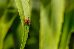 Microbiota’s BIG role in tick-borne pathogen transmission