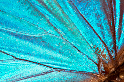 BMC’s “Research in Progress” photo competition now open for submissions