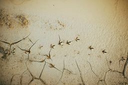 Global Change, Pest Invasions, and Migration: Challenges for Rural Communities