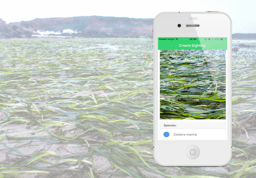 To protect our oceans we need conservation volunteers - help us save our Seagrass by doing some Spotting