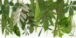 Operating instructions for using leaf traits as barometers