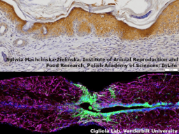 Call for papers: Regeneration: Wound healing, reprogramming, and tissue engineering
