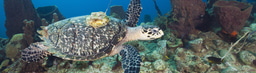 Editor's Choice Collection: animal tracking