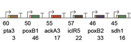 Simultaneous Repression of Multiple Bacterial Genes using Nonrepetitive Extra-Long sgRNA Arrays (ELSAs)
