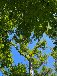 How Nitrogen Limitation Shapes Climate and Carbon Cycle Futures