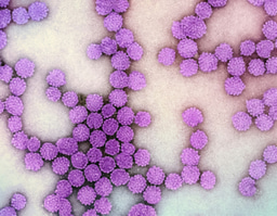 October and November Highlights from the Medicine and Life Sciences Research Communities 