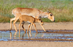 Lateralized perception of mother in infants of various mammals