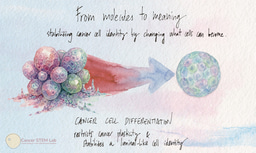 Transient CB2R modulation durably restricts breast cancer plasticity by stabilizing a luminal like cell identity
