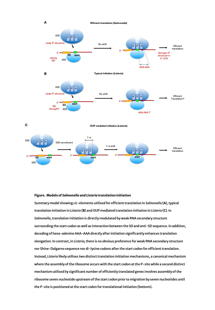 Decoding translation in pathogenic Salmonella and Listeria | Research ...