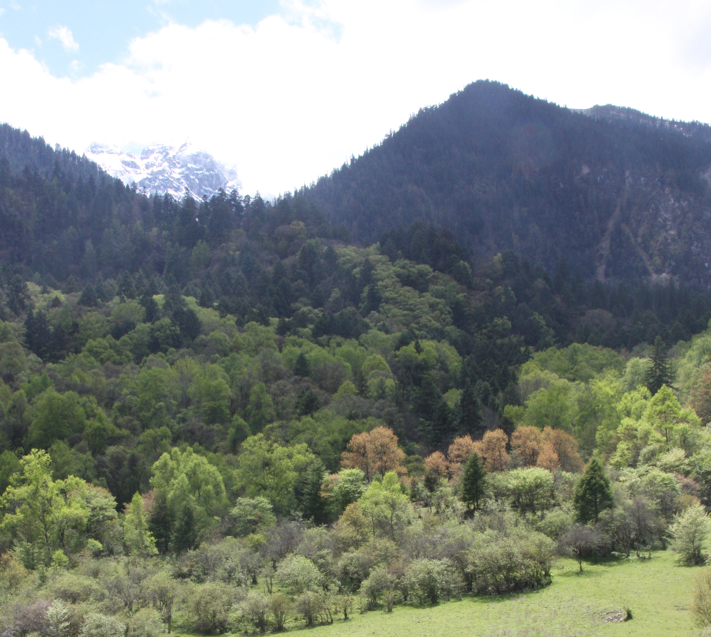 Panda poop and eyes in the sky Research Communities by Springer Nature