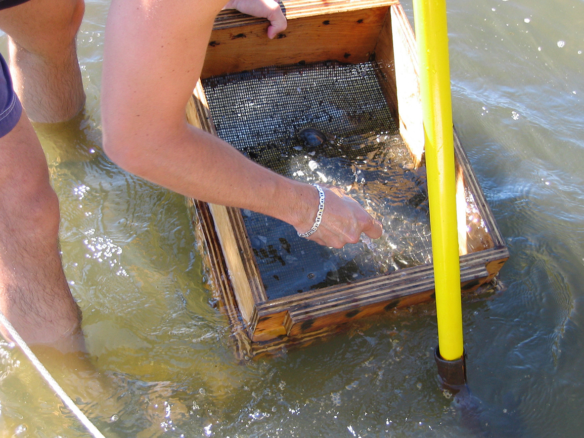 Embryonic axis and acorn worm | Research Communities by Springer Nature