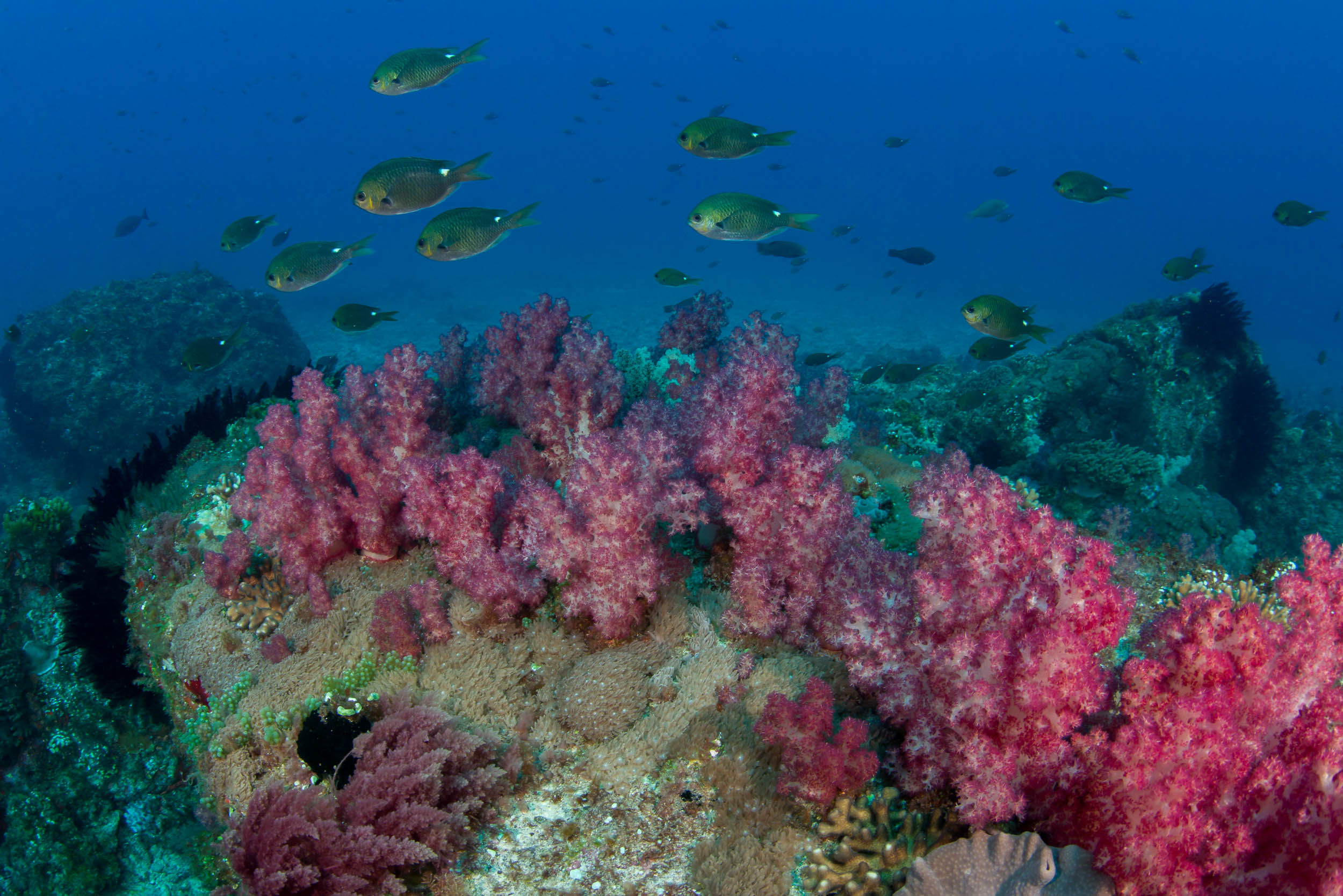 Temperature sets the bounds on marine species’ distributions | Research ...