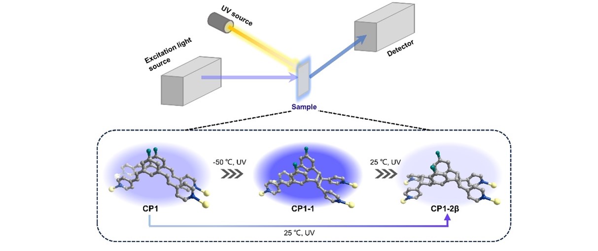 In situ observation of a stepwise [2 + 2] photocycloaddition process ...