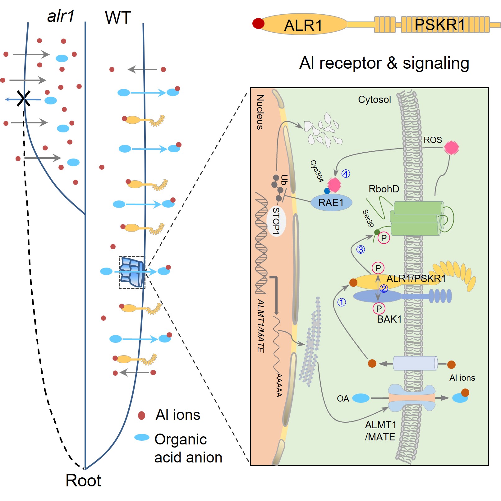 The first alumminum ion receptor in living organisms | Research ...