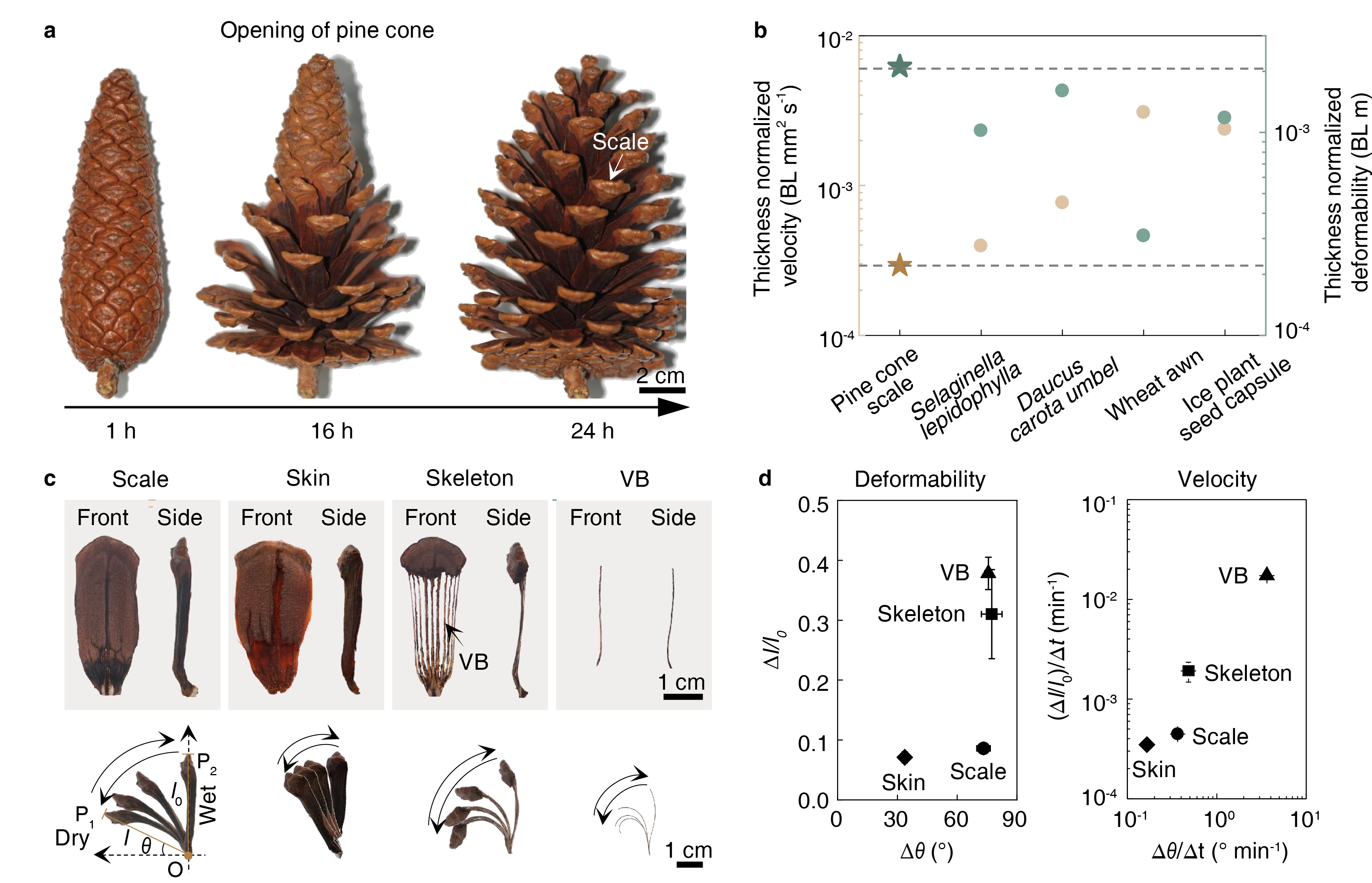 Unperceivable Motion Mimicking Hygroscopic Geometric Reshaping Of Pine 