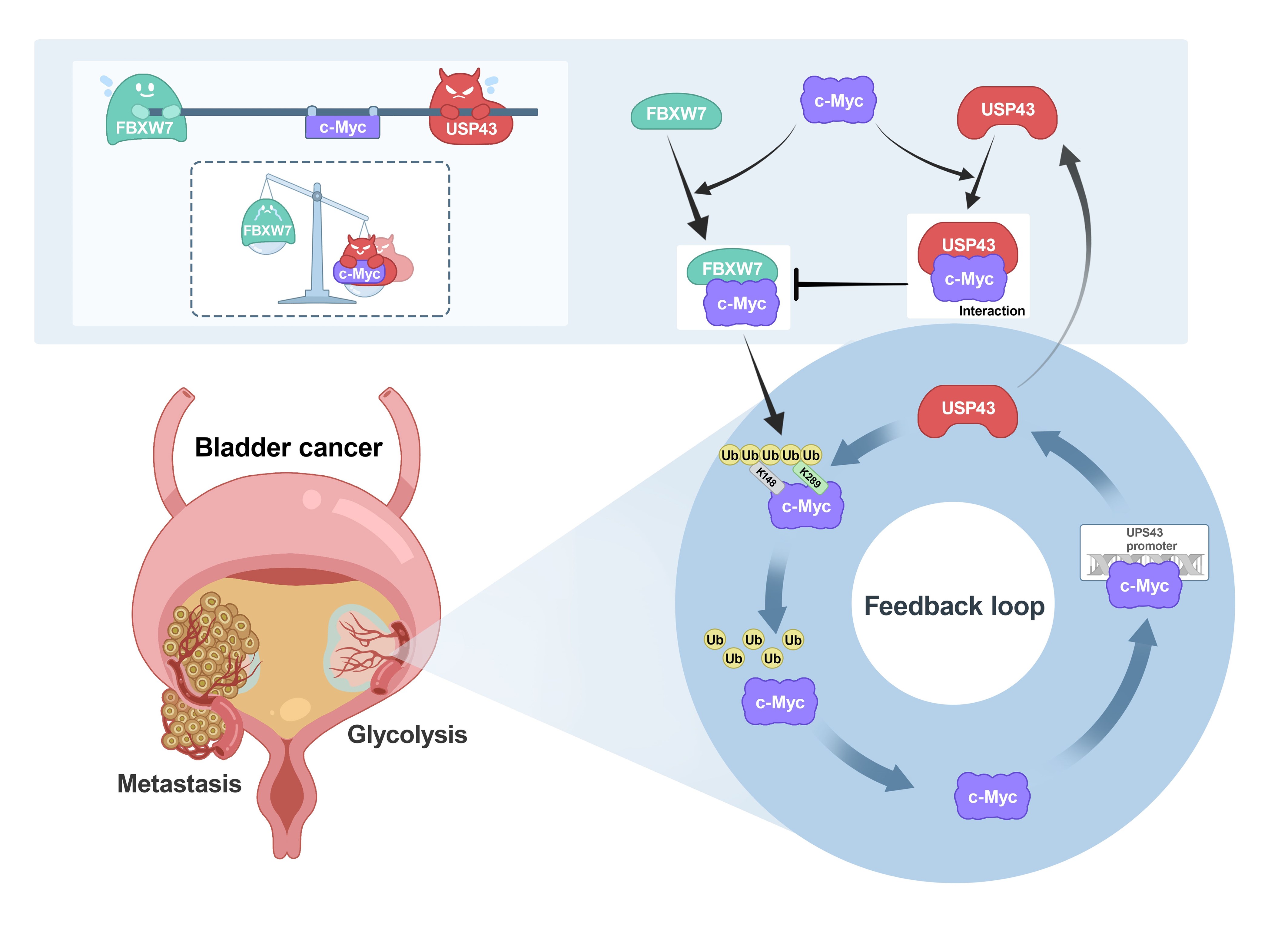 USP43 stabilizes c-Myc to promote glycolysis and metastasis in bladder ...
