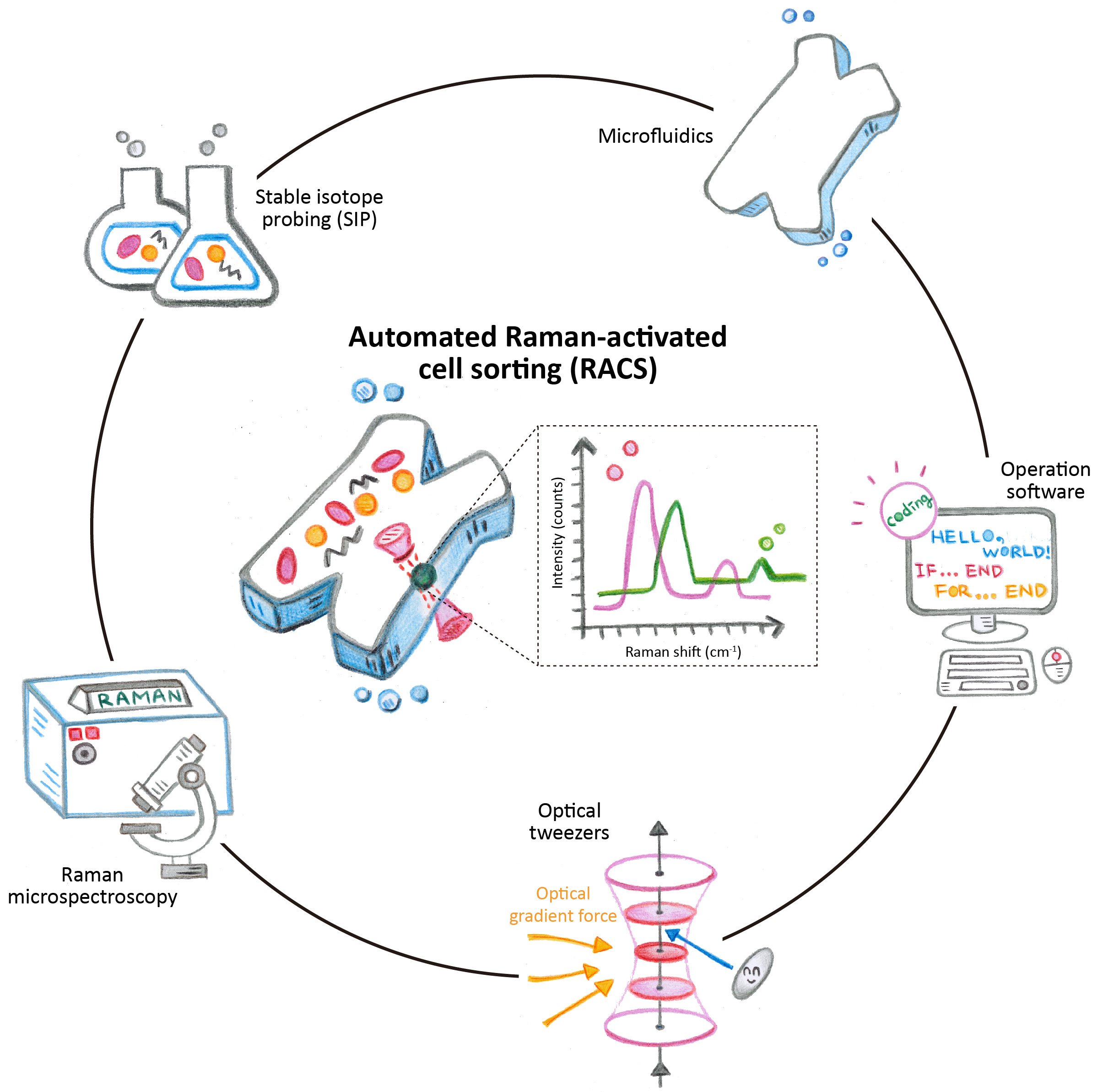 Creating a versatile Raman-activated cell sorting (RACS) platform ...