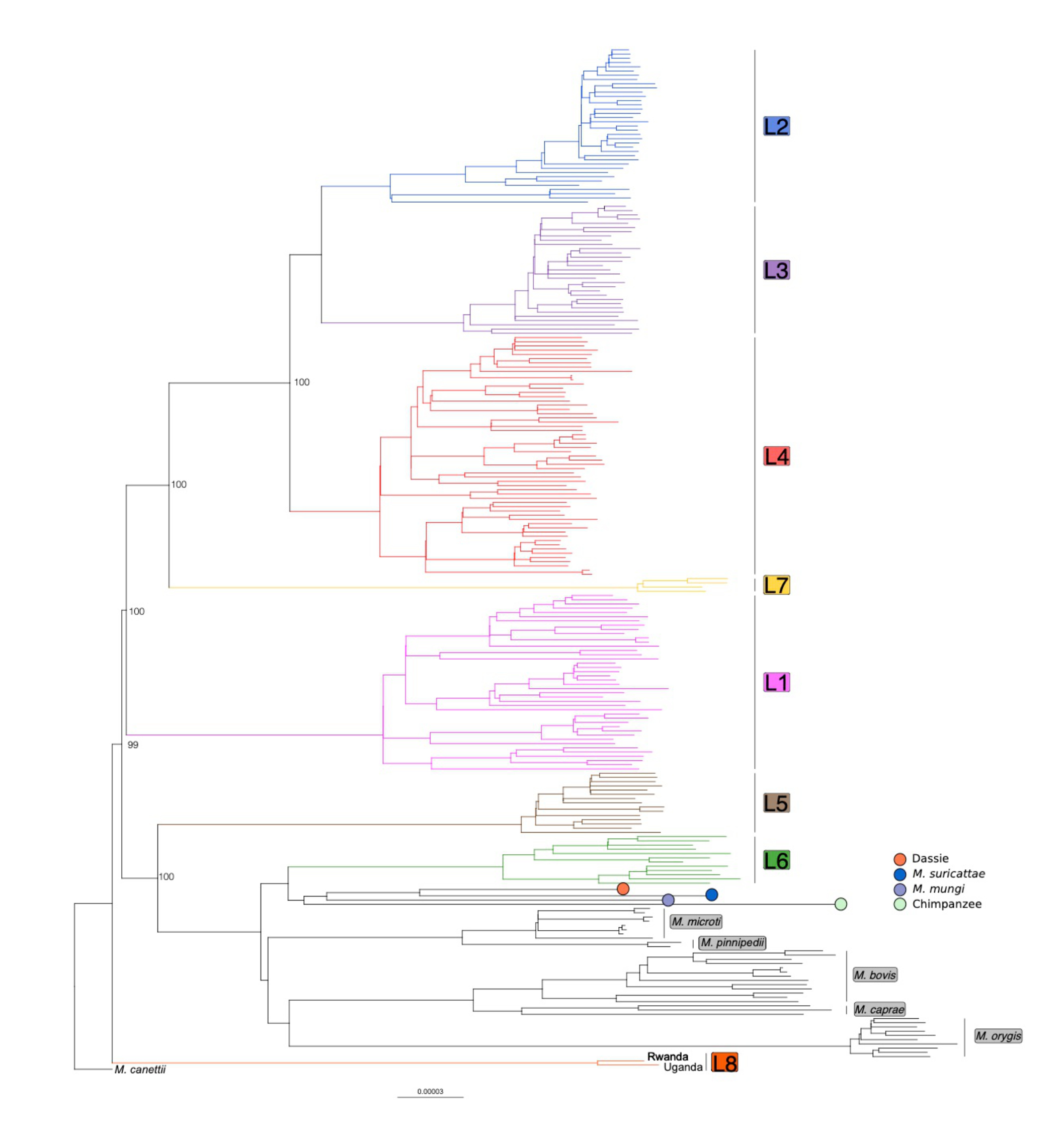 Discovery of a new Mycobacterium tuberculosis lineage and the ...
