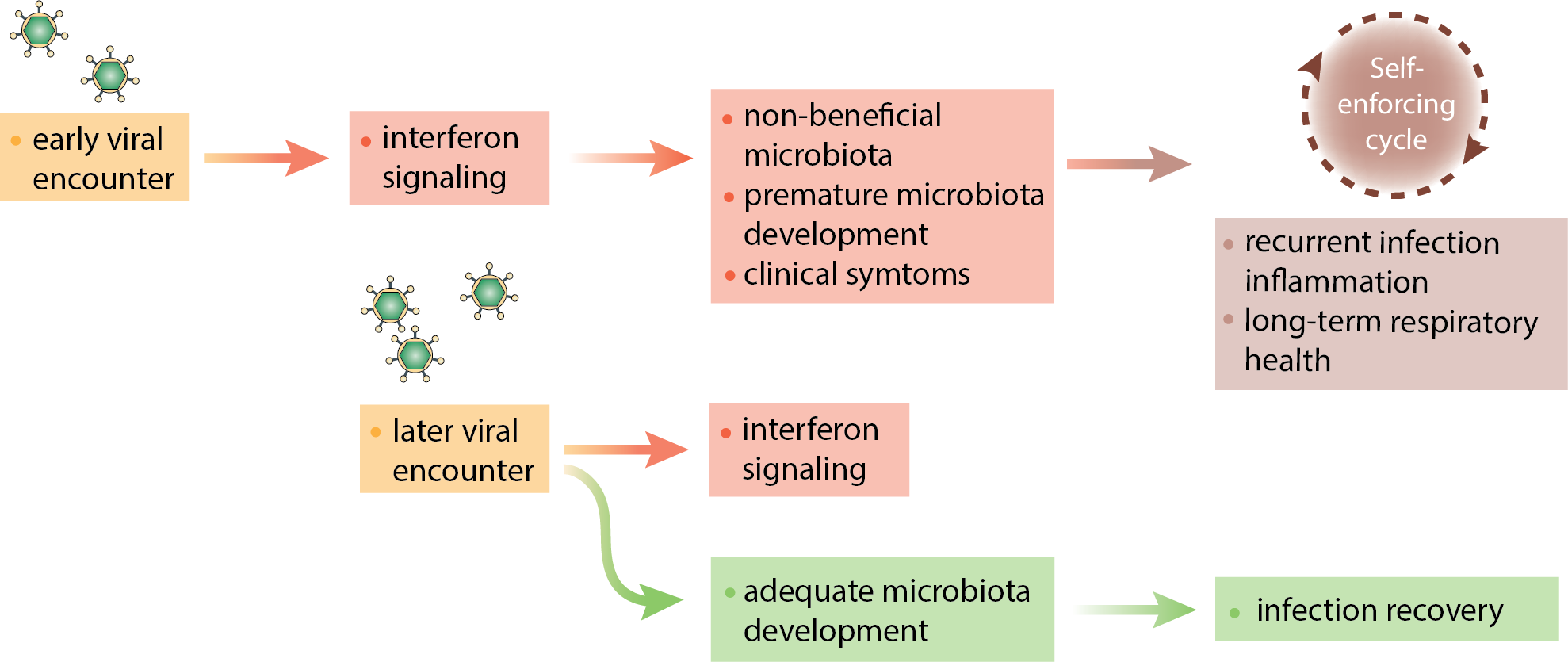 Early-life viral encounters take the center stage