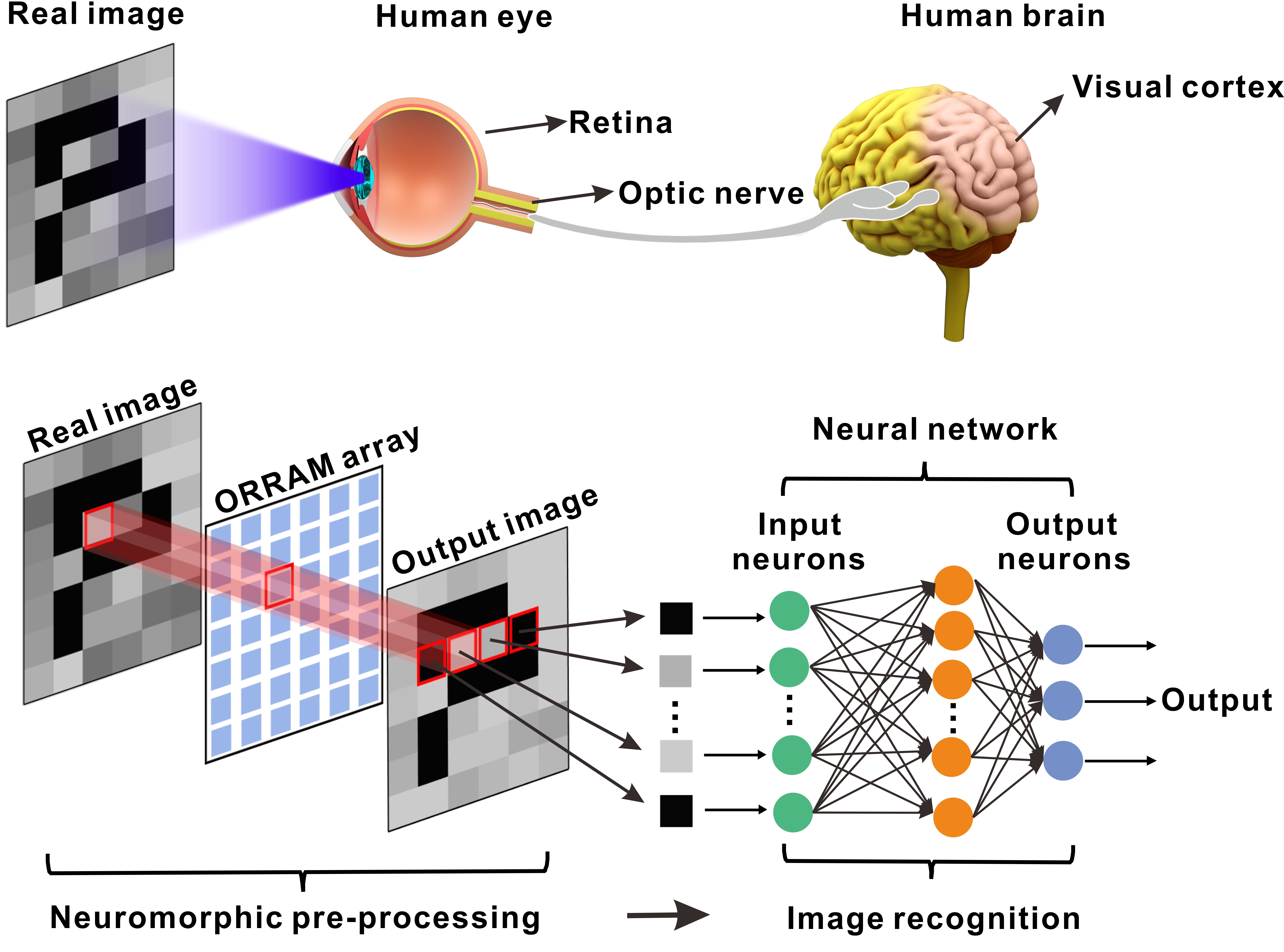 Optoelectronic resistive random access memory for neuromorphic vision sensors
