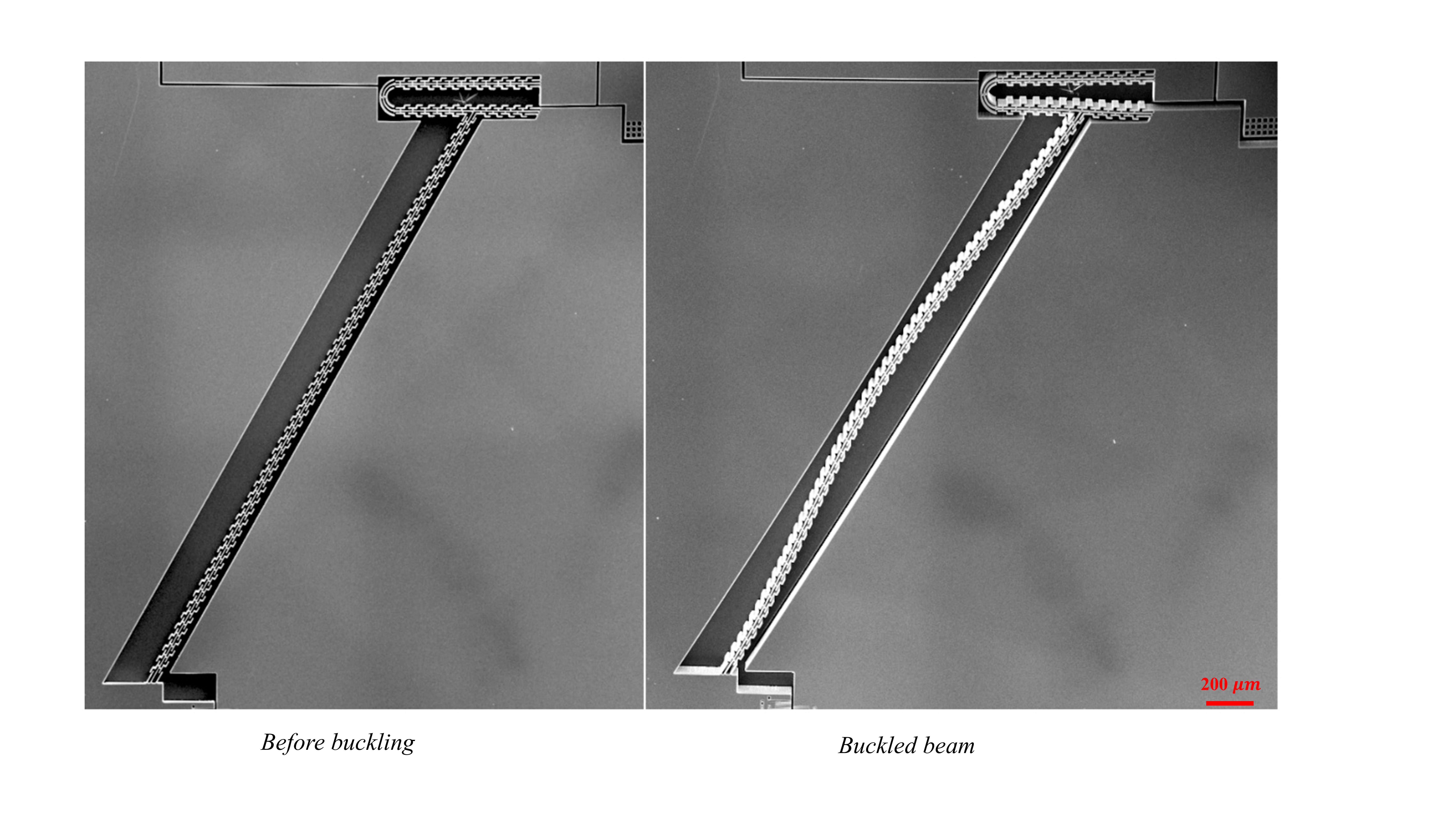 Taming Buckling: Turning Instability into Precision in MEMS Accelerometers