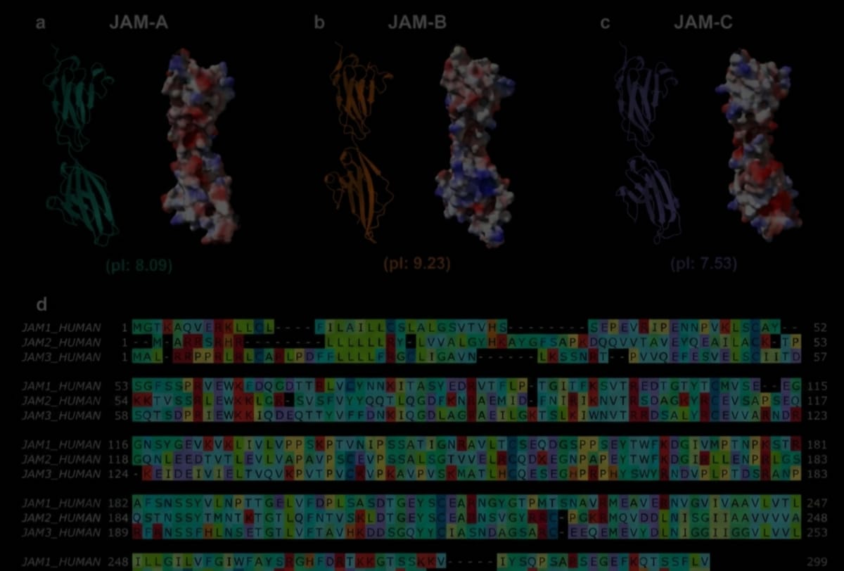 Brain Stroke Chemistry May Force Adhesion Molecules to Change Shape