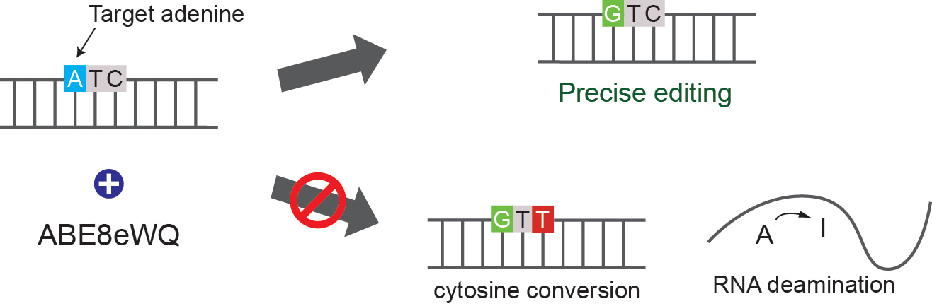 Adenine base editors engineering reduces editing of bystander cytosines