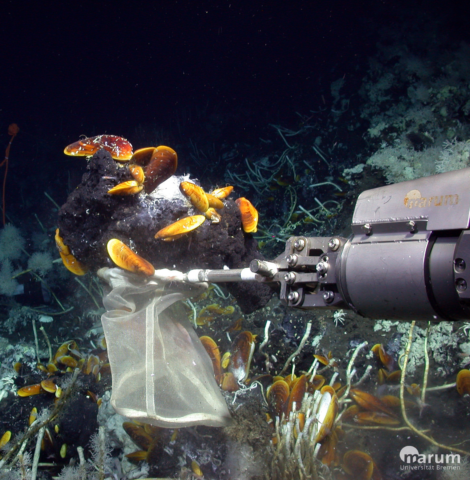 Symbioses at deep-sea oil seeps: When life gives you lemons, make lemonade