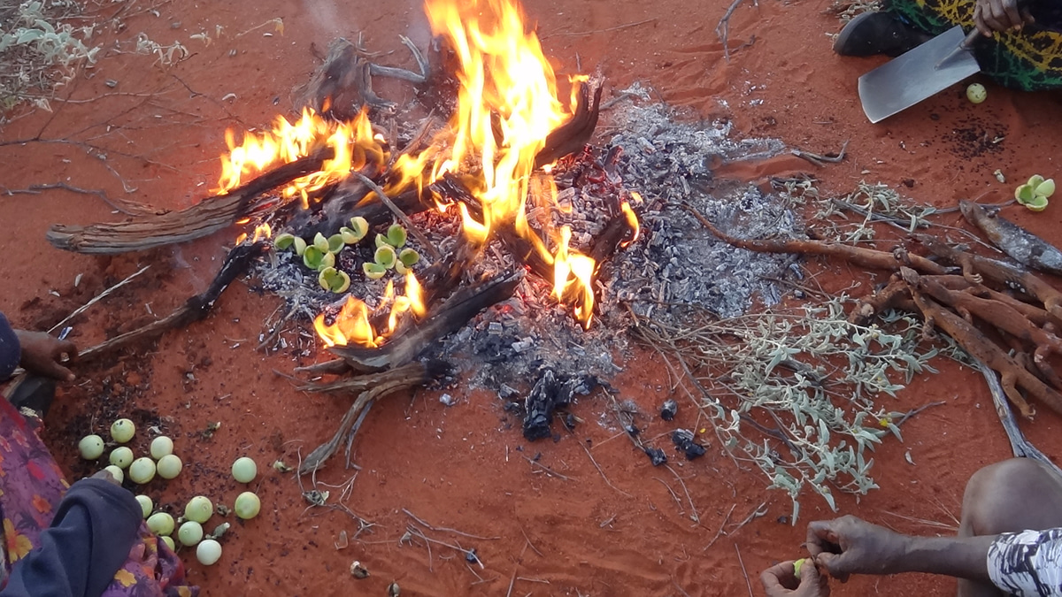 Seed dispersal by Martu peoples promotes the distribution of native plants in arid Australia