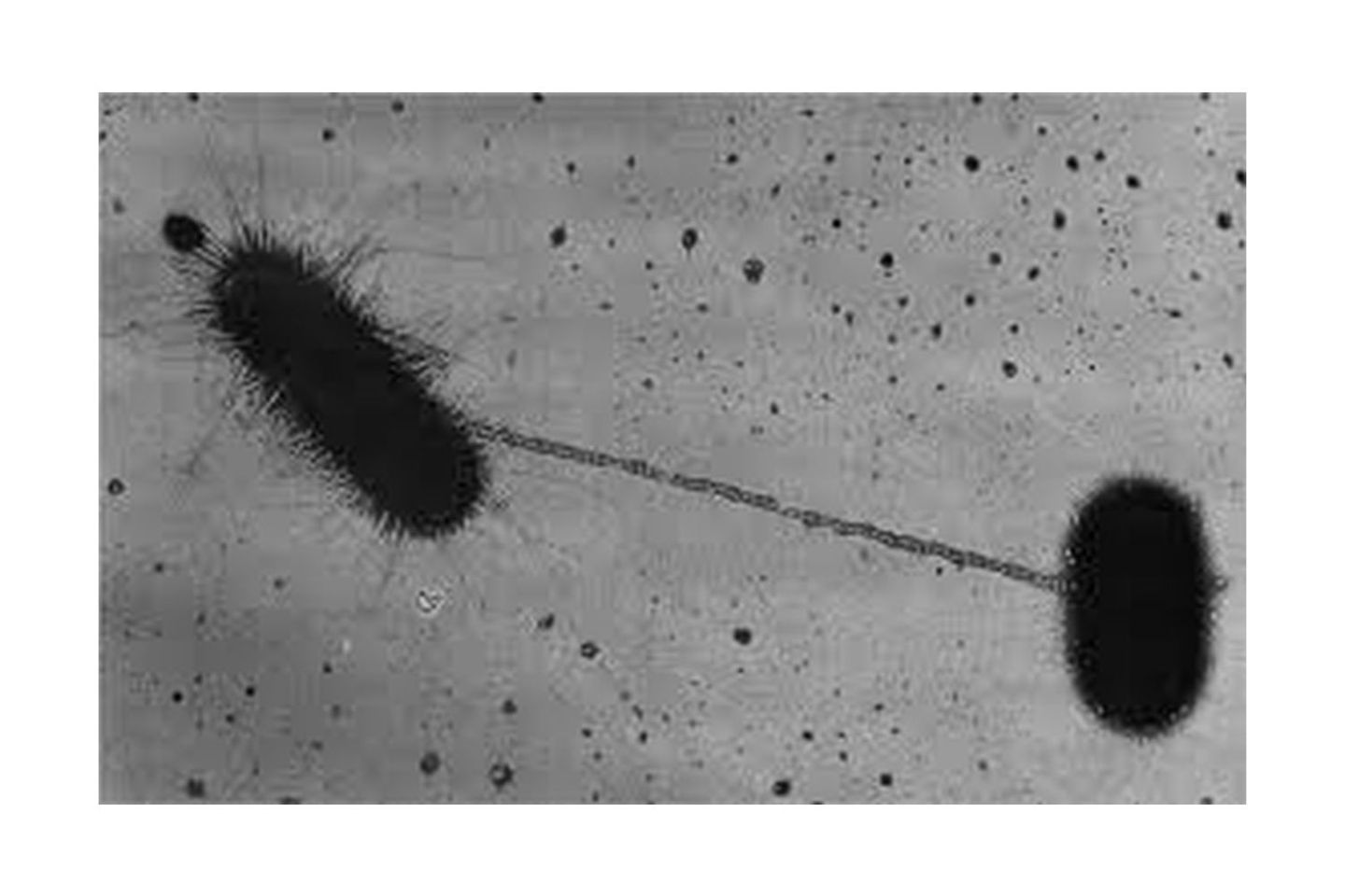 High efficiency CRISPR delivery to microbiomes