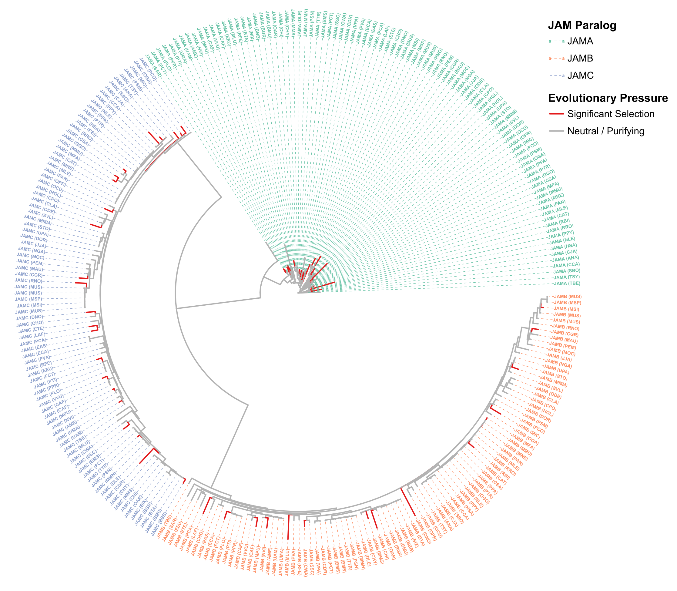 How Do Our Cellular Gates Survive a Constant Evolutionary Arms Race?