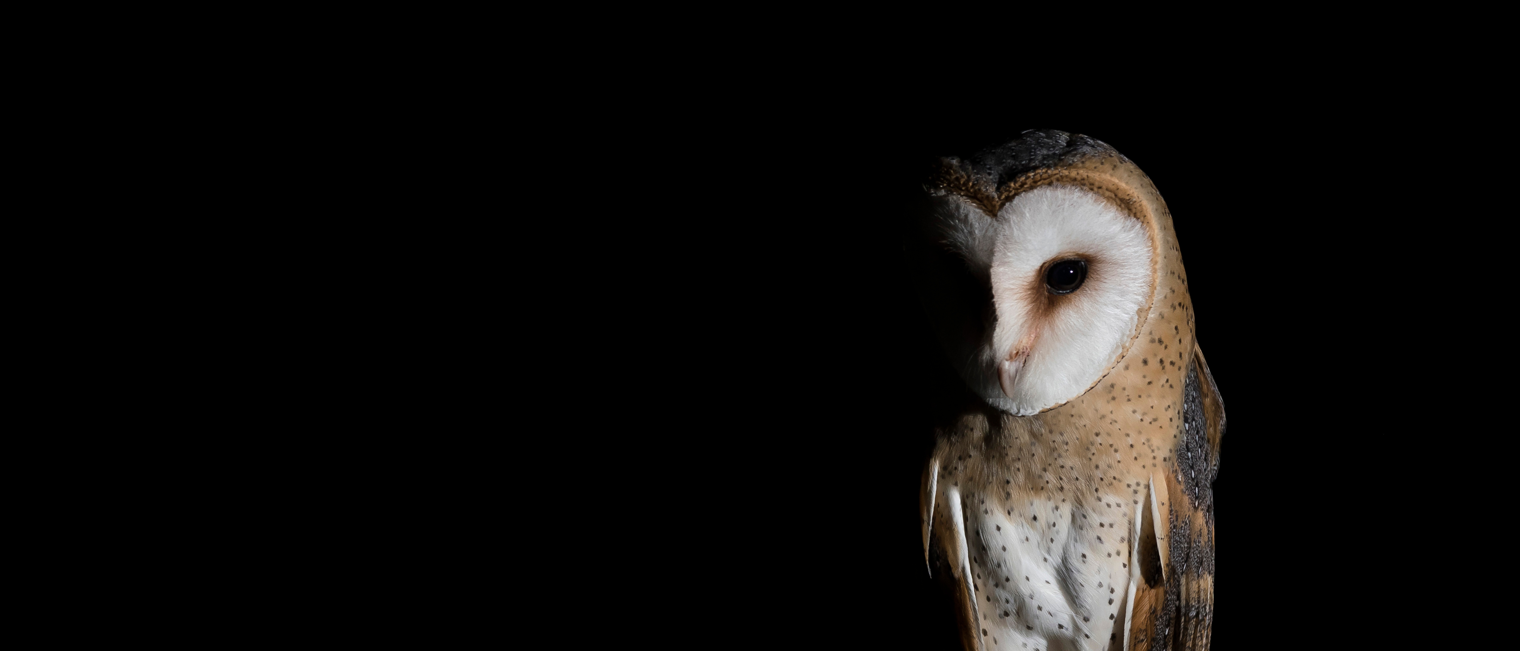 The owl and the Moon