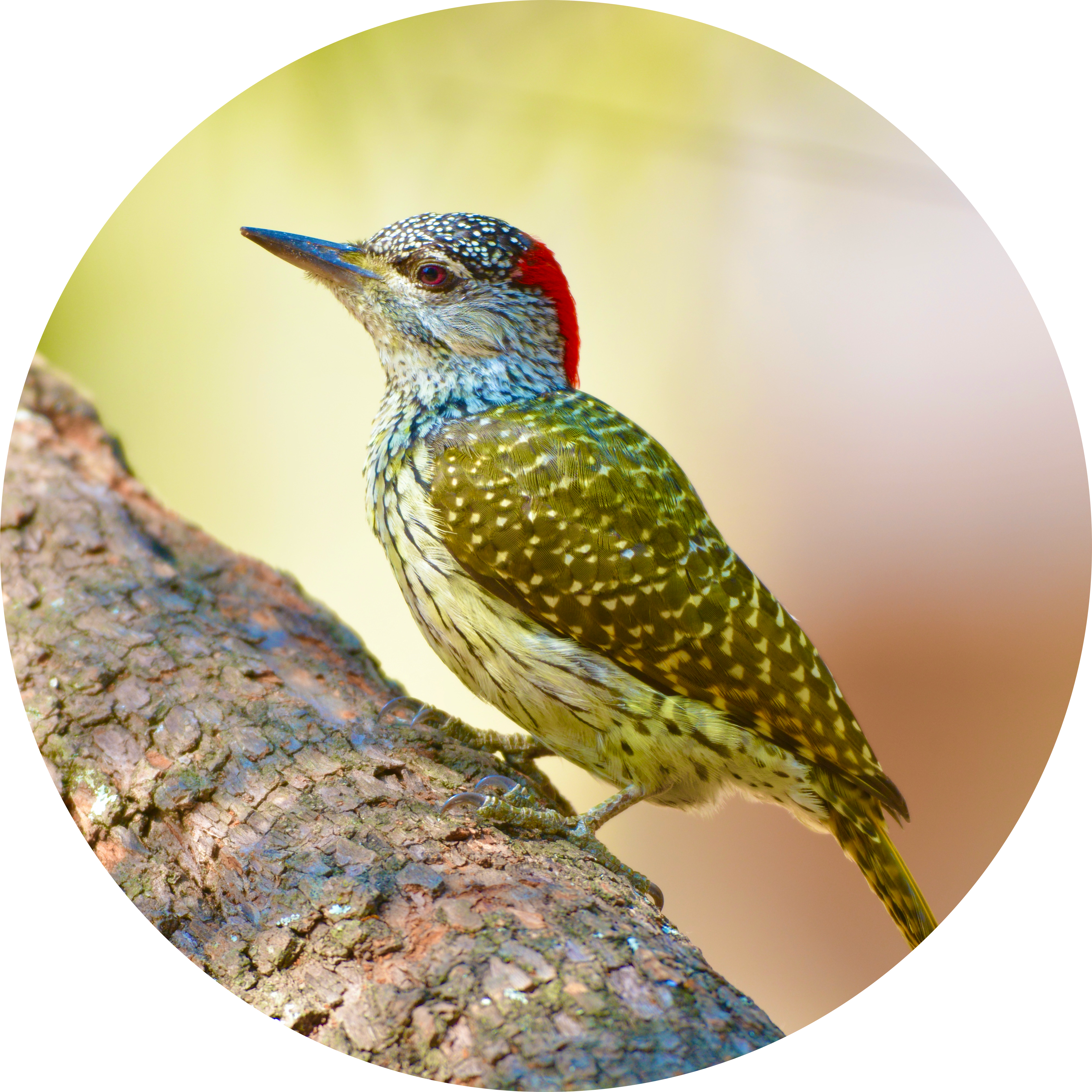 Go to the profile of Jeremy Kerr