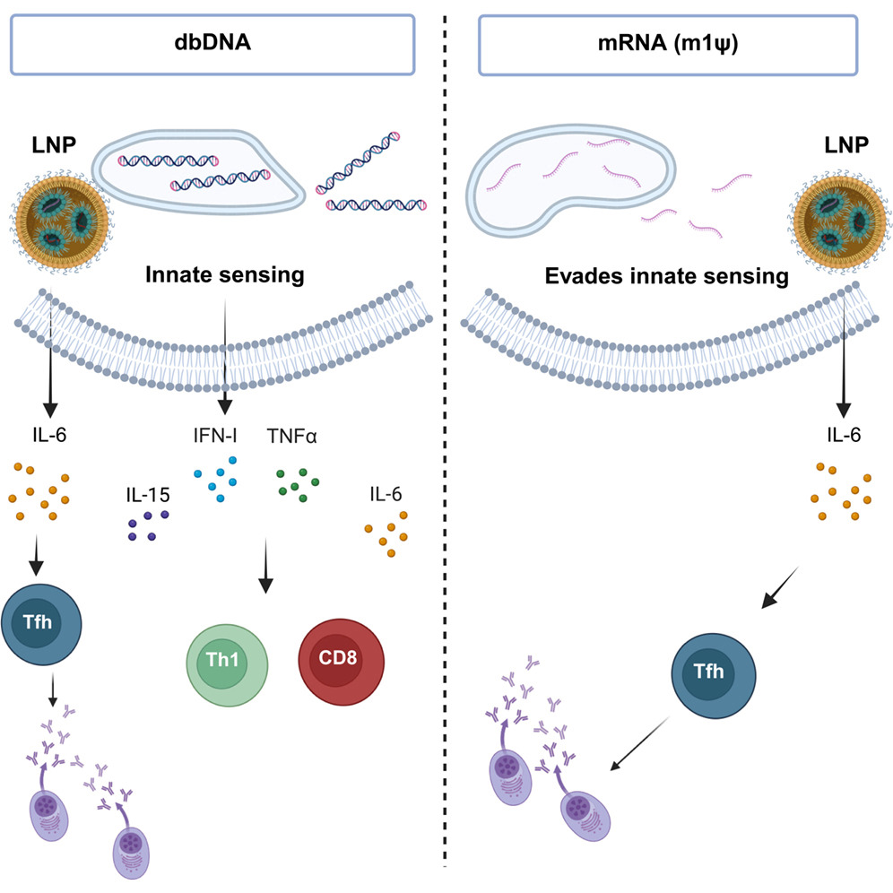 The other nucleic acid vaccine