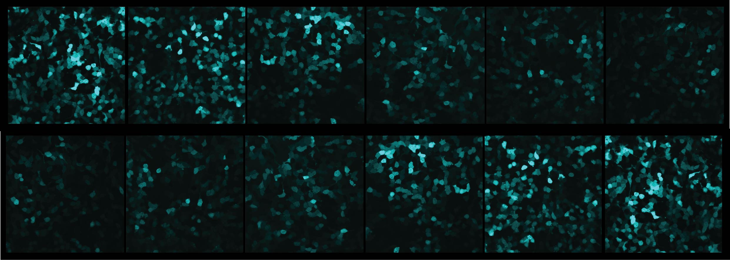 Gene expression gets a tune up