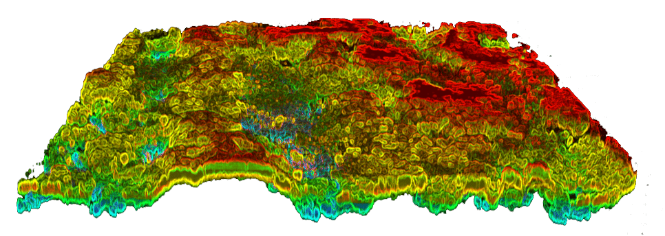 Division of labour in cyanobacterial biofilms