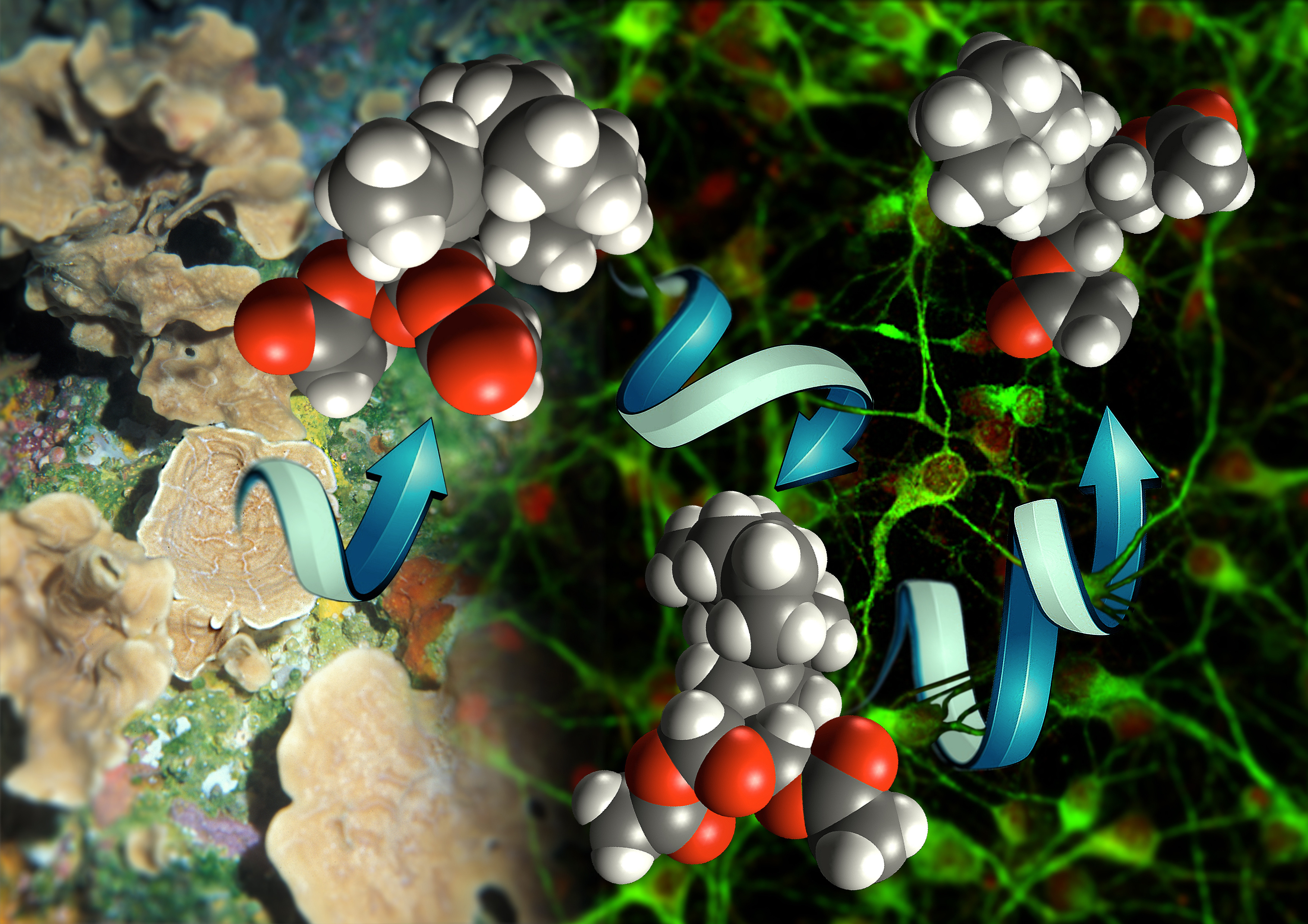 Pharmacophore-Directed Retrosynthesis: Intertwining Natural Product Total Synthesis and Structure-Activity Relationship Studies