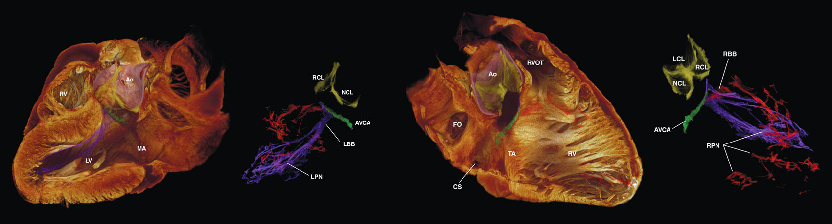 Mapping the electrical system of the heart 